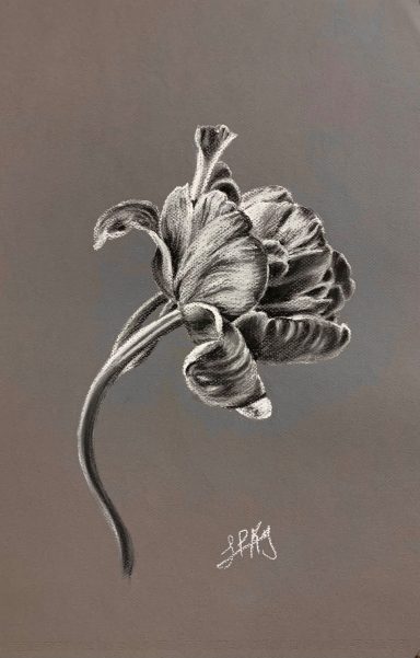 Dibujo en blanco y negro de una flor con pétalos curvados y un tallo delicado.